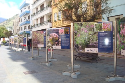 La Fundación CajaCanarias trae a La Palma la exposición fotográfica “Plantas de Canarias”