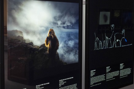 La Fundación CajaCanarias inaugura la exposición “Fotógrafos de la naturaleza 2020” en su Espacio Cultural La Palma